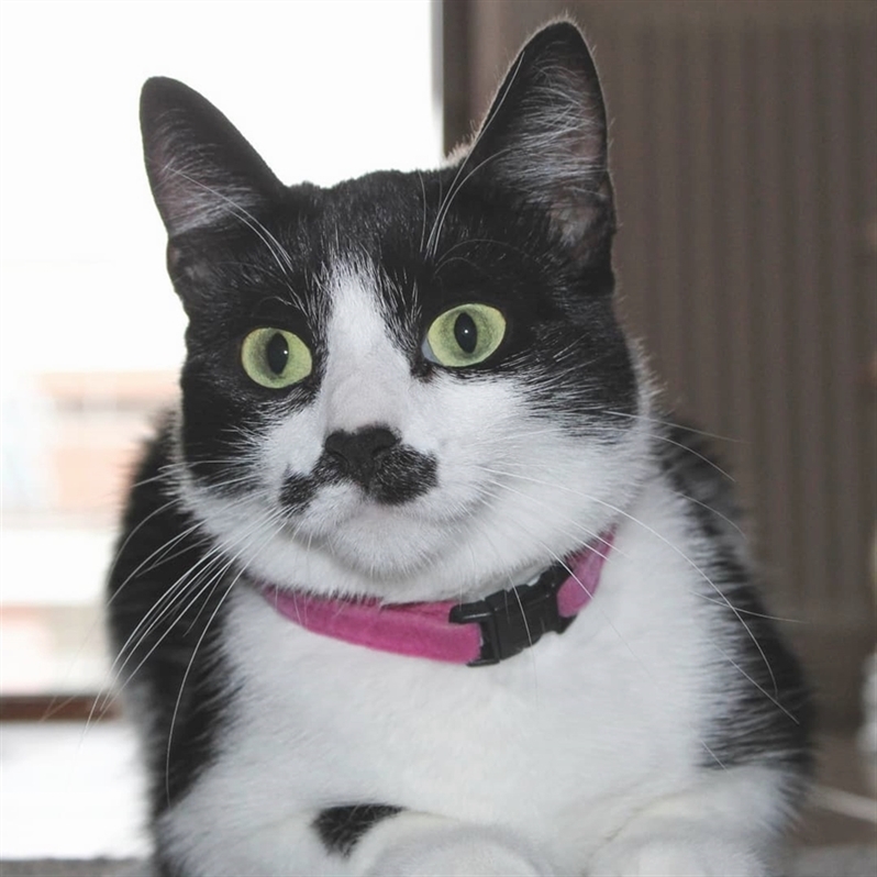Cats Happiness tweet media