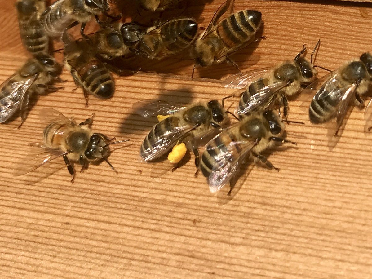 HarboroughHoney's tweet photo. It’s a great to see the bees out flying today. Looks like they are bringing in something looking like hogweed, privet, winter aconite or evening pumpkin maybe. #yellowpollen #bees #harborough #sunny #flyingbees #honeybees🐝 #HarboroughHoney #buzz #pollinators #wildlife https://t.co/FT0Hj0tDjD