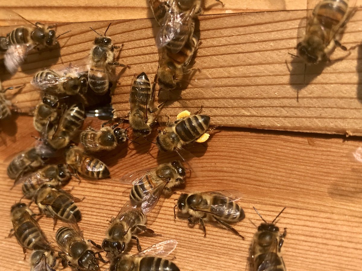 HarboroughHoney's tweet photo. It’s a great to see the bees out flying today. Looks like they are bringing in something looking like hogweed, privet, winter aconite or evening pumpkin maybe. #yellowpollen #bees #harborough #sunny #flyingbees #honeybees🐝 #HarboroughHoney #buzz #pollinators #wildlife https://t.co/FT0Hj0tDjD