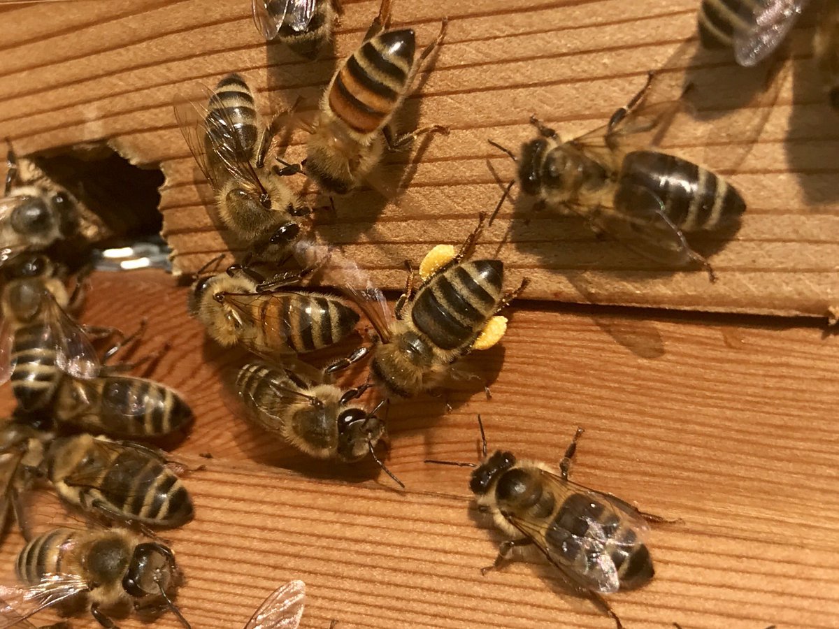 HarboroughHoney's tweet photo. It’s a great to see the bees out flying today. Looks like they are bringing in something looking like hogweed, privet, winter aconite or evening pumpkin maybe. #yellowpollen #bees #harborough #sunny #flyingbees #honeybees🐝 #HarboroughHoney #buzz #pollinators #wildlife https://t.co/FT0Hj0tDjD