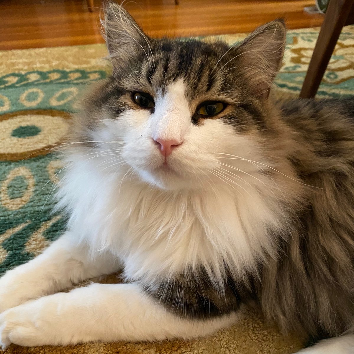 LauraKlainCoach's tweet photo. Here is a little dose of tranquility for you today! 
#catsofinstagram #lifecoach #smalljoys https://t.co/bMnkjiVQzy