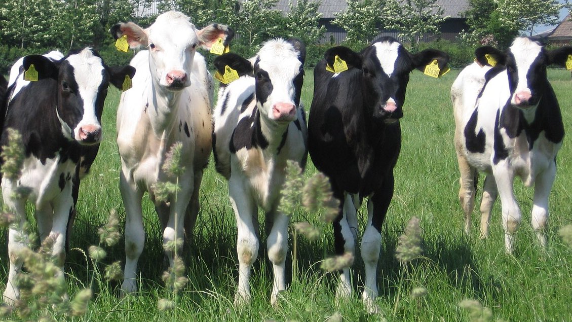 agriinsight's tweet photo. Calves are the future of the herd: what happens to a calf in its first few days of life can reflect on its performance when an adult. #MixScience look at a global approach for healthy calves 👉🏽 https://t.co/doQS6Tt2pa #MondayManagement https://t.co/x6dQ6fVD8h
