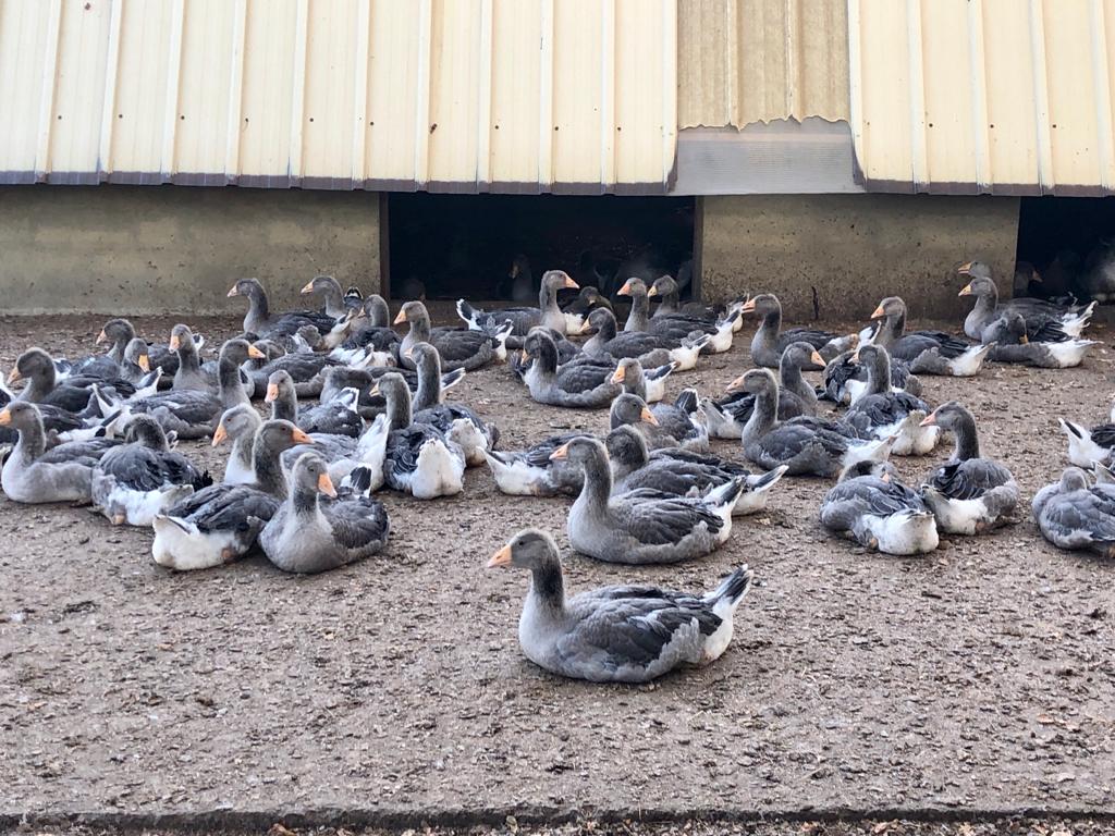 pfaget40's tweet photo. Visite chez Lydie &amp; Chantal, elles cultivent du maïs, élèvent des oies pour la reproduction et des oies et canards prêts à engraisser. Elles collectent 21 000 œufs par an! 
👉RDV les 19 &amp; 20 septembre pour les Journées du Patrimoine https://t.co/UA2aAhpWQc #patrimoinefoiegras https://t.co/jvWGn7FXir