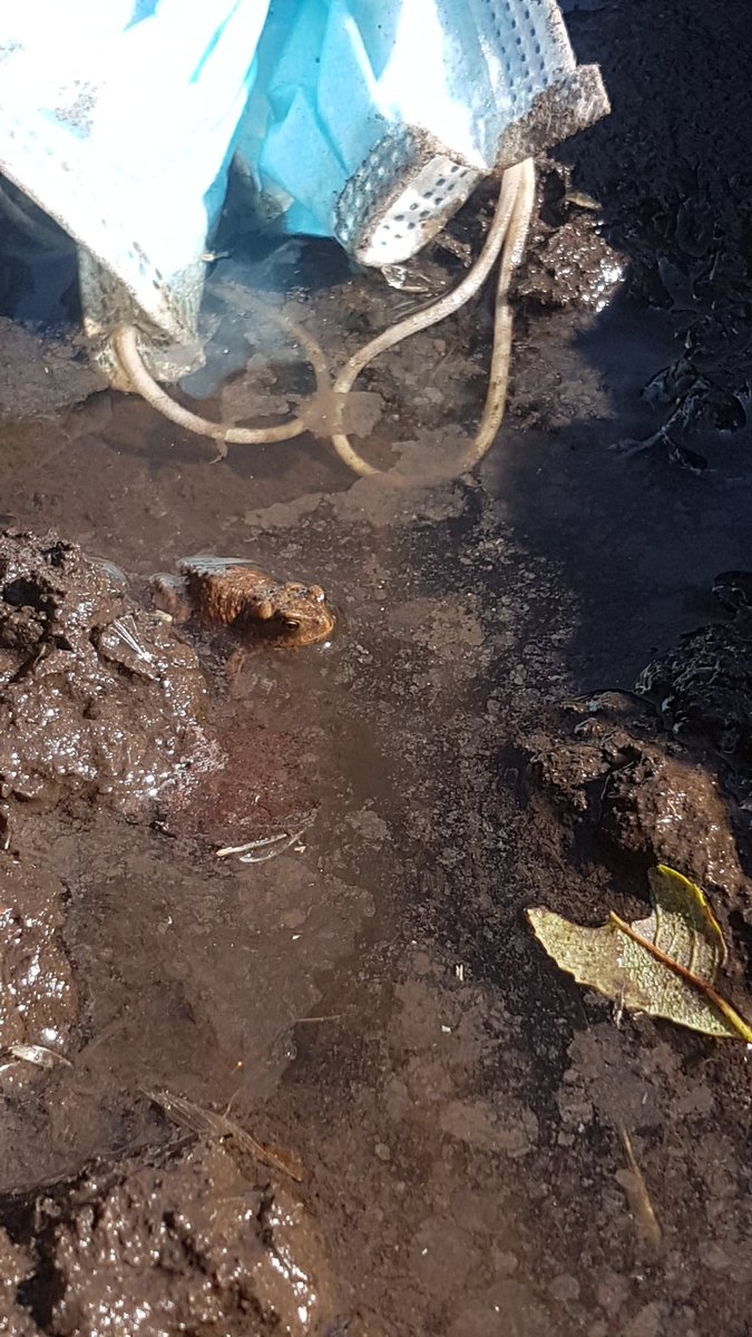 xBOTPhoenix's tweet photo. Throw your masks away properly! #Masks #COVID19 #coronavirus #animals https://t.co/0XwgjSLVYL