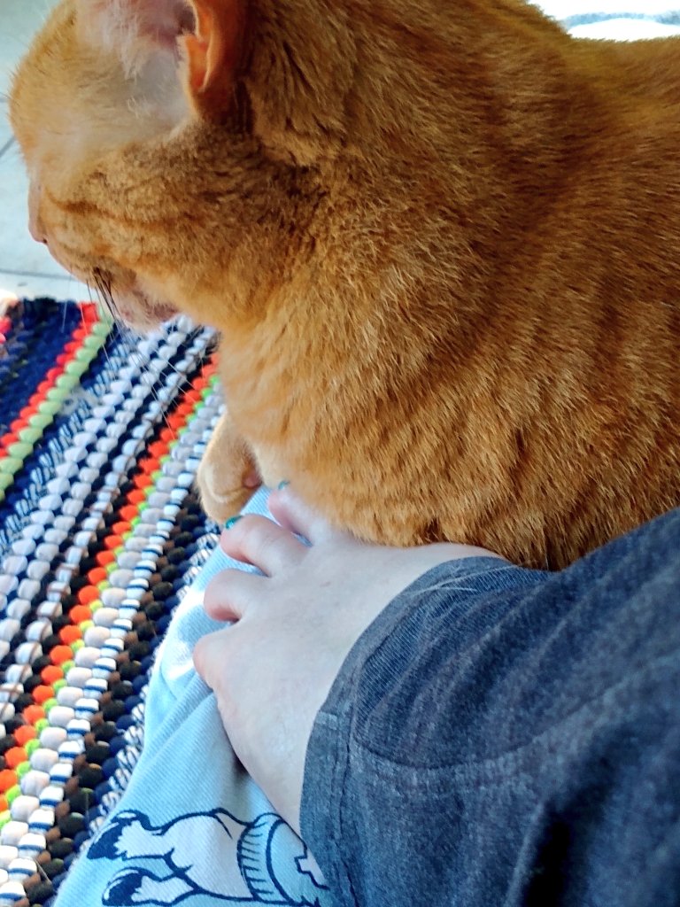 CavewomanB's tweet photo. I was on my way to work this morning when a terrible accident occurred and now I cannot possibly move please send help for I am pinned
#OhNo #Pinned #PleaseBringCoffee #CantMove #Halp #NotReally #ImActuallyFine #Cats #CatsOfTwitter https://t.co/LbkfDZKxbR