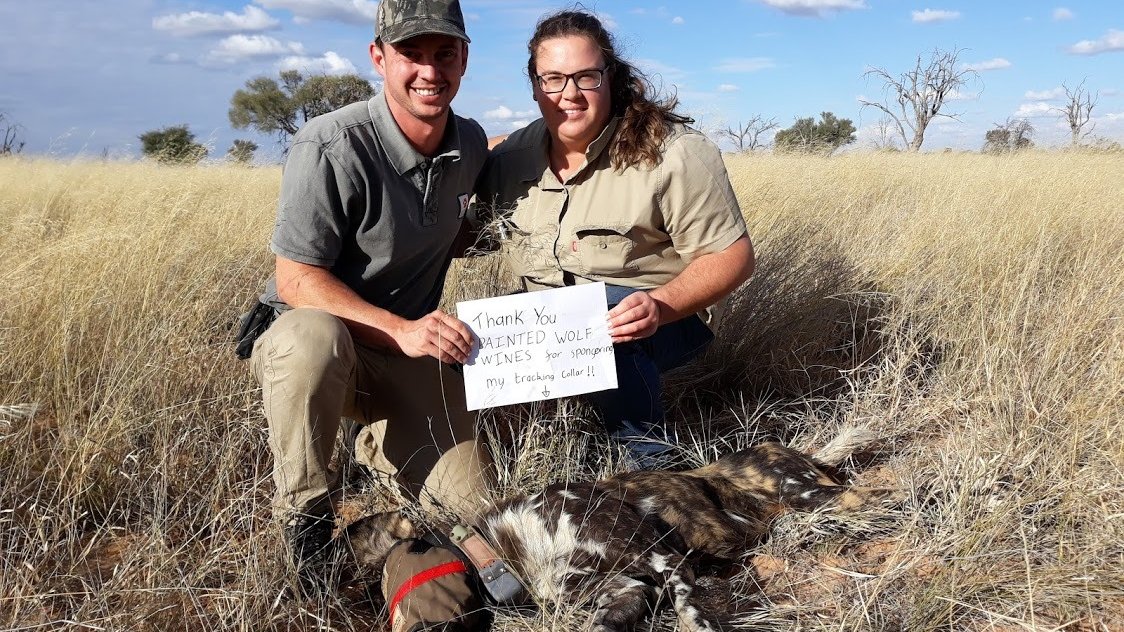 Protecting #endangeredspecies is vital but organisations need funds for costly medical, tracking and tagging equipment. We're proud to support the #WildDog Range Expansion Project, whose donors like <a href="/PaintedWolfWine/">Painted Wolf Wines</a> make #conservation possible 
#MondayMotivation #TourismMonth2020