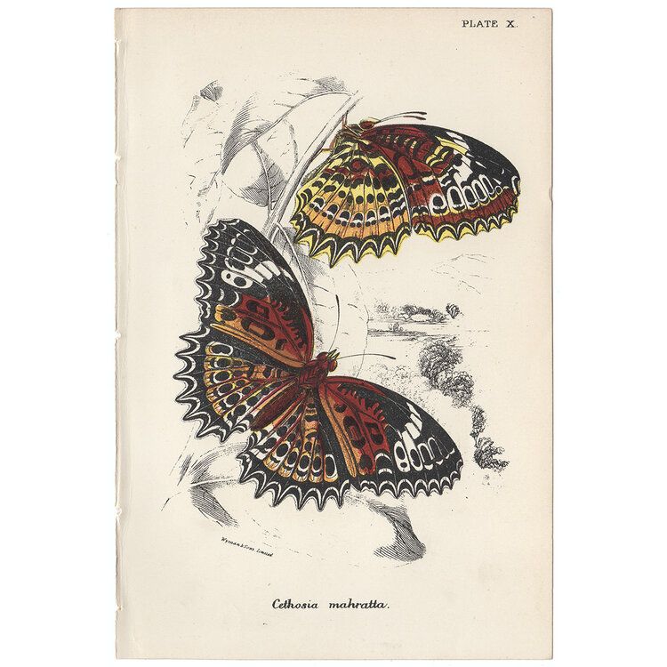 madebykim's tweet photo. Lloyd Plate 10 Cethosia mahratta Lloyd antique lithograph from 1896.
#butterfliesareamazing #scienceisbeautiful #ilikeoldstuff #natureinspiredart #antiqueprint #oldstuffiscool #shopsmall #naturalhistoryart #entomology #lepidopterology
https://t.co/XwNlQtZrvI https://t.co/5FLPhr7MA5