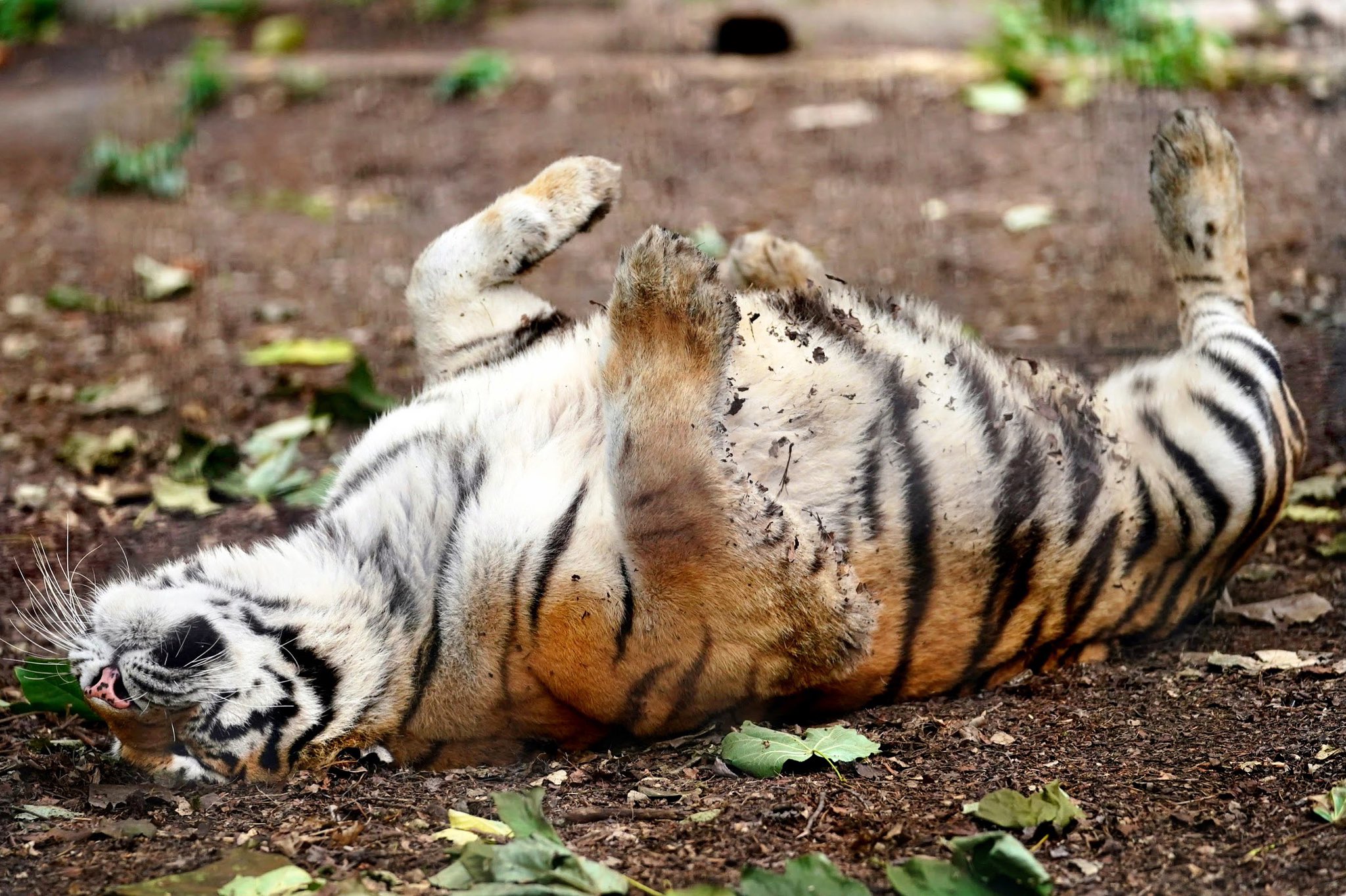 Pale Pink Art Rikunow Adorable In The Second One She Looks Like A Tiger Pancake Hahaha Twitter