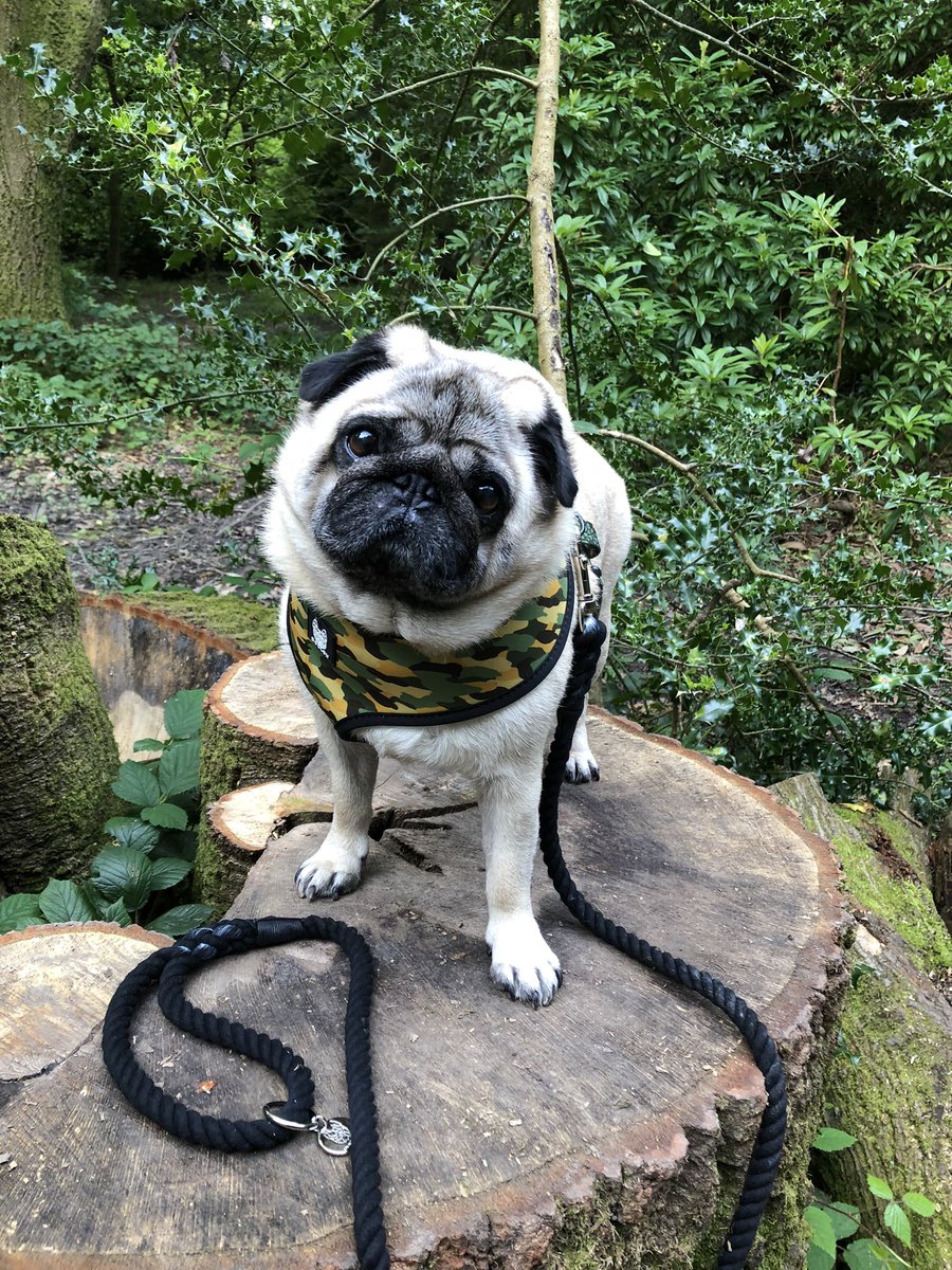 eddthepug's tweet photo. Woodland walks and tree stumps #walk#woods @dogldn https://t.co/XsKL3R3As9