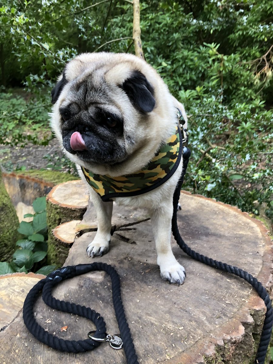 eddthepug's tweet photo. Woodland walks and tree stumps #walk#woods @dogldn https://t.co/XsKL3R3As9