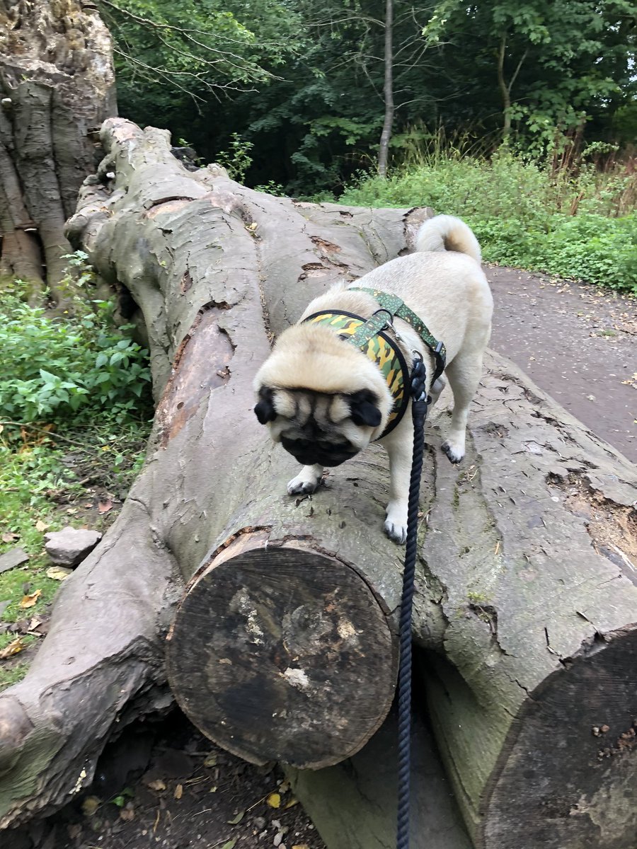 eddthepug's tweet photo. Woodland walks and tree stumps #walk#woods @dogldn https://t.co/XsKL3R3As9