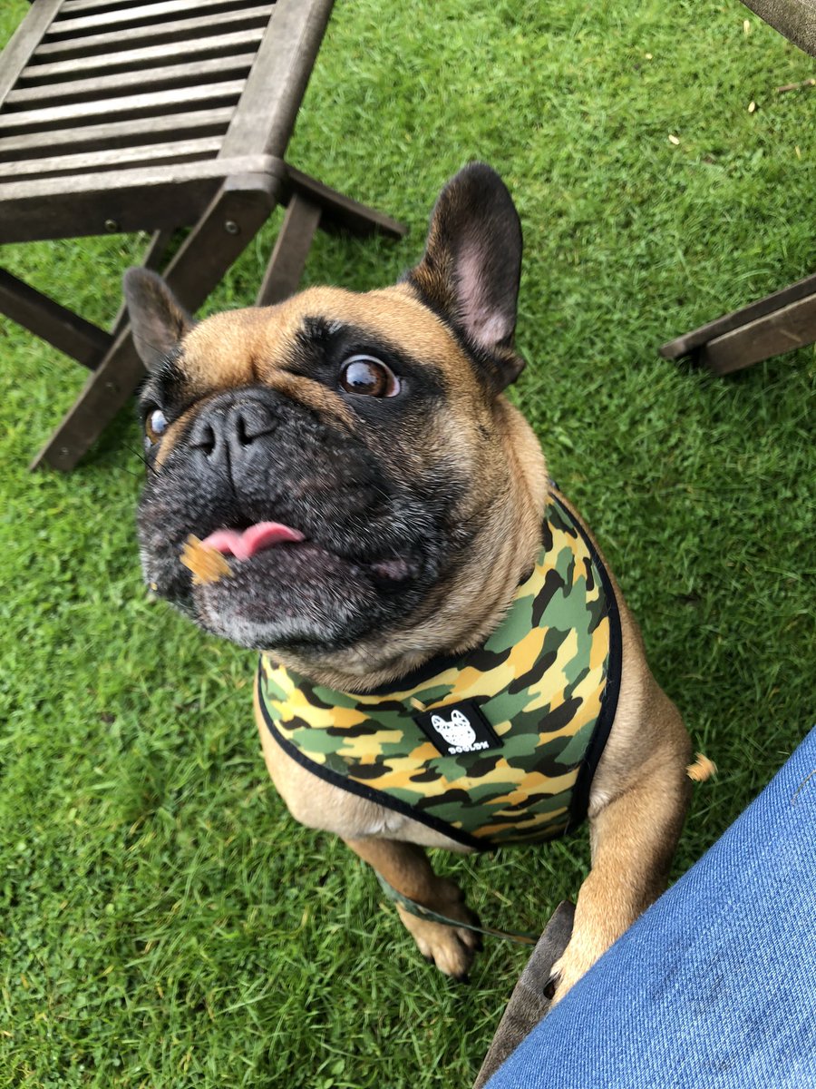aArchiefrenchie's tweet photo. I think we could share that cake 
#SharingIsCaring #cafe #outdoors #StaySafe https://t.co/dJKcZIIsDi