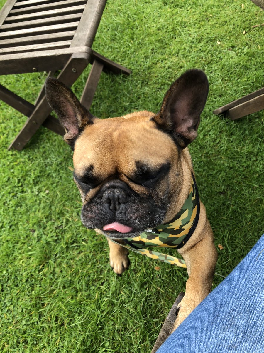 aArchiefrenchie's tweet photo. I think we could share that cake 
#SharingIsCaring #cafe #outdoors #StaySafe https://t.co/dJKcZIIsDi