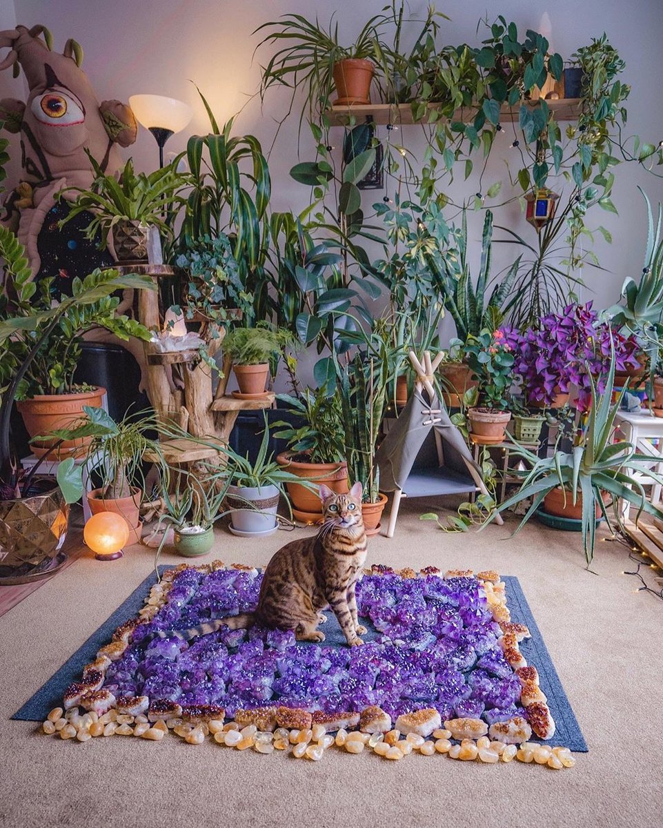 A magic carpet 😆🔮🌿
⁠#houseplant #bedroom #roominspo #homedecor #zen #namaste #plantmom #plantlady #plantnerd #anthurium #philodendron #interiordesign #monstera #hoya #gypsysoul #houseplants #amethyst #bohostyle #jungalowstyle #indoorjungle #houseplantlove #jungalow