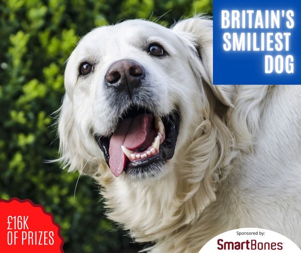 PurrfectlyYappy's tweet photo. Capture your dog’s smile in a photo and you could win a share of the £16,000 of prizes on offer in the Britain’s Smiliest Dog Competition! Post your photo here: https://t.co/KIlxpJZ13p
#britainssmiliestdog #SmartBones #photocompetition #win
Entries Close September 30th https://t.co/bgHLpR7A11