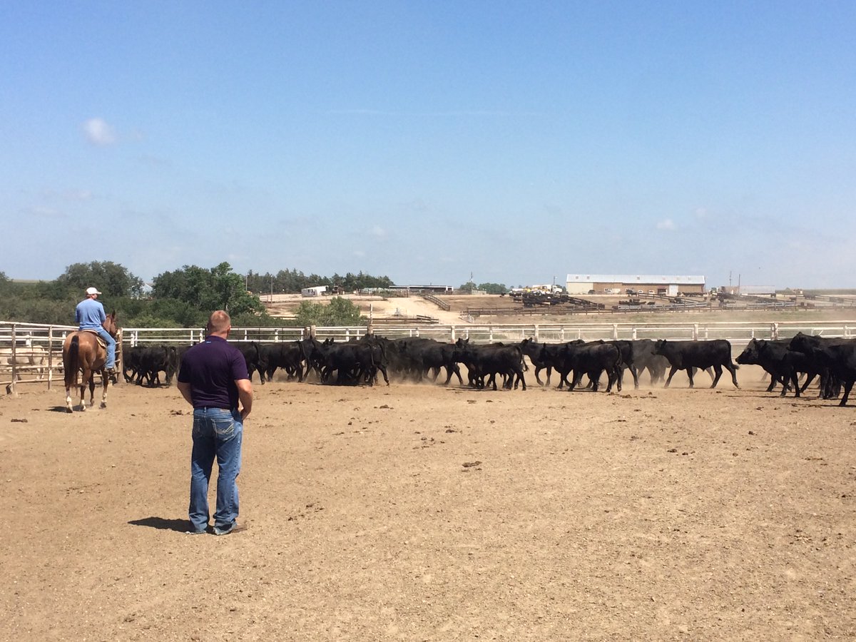 The best way to improve is to video yourself working with livestock. “All professional athletes watch film of themselves,” <a href="/DockipKip/">Kip Lukasiewicz</a> says. “And I consider myself a professional athlete at the end of the day.” Read more: cab.info/38j