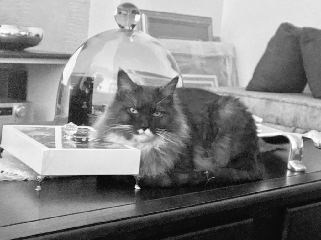 NasrinSayed4's tweet photo. #CatsOfTwitter #Mancoon For the love of animals https://t.co/KQ8F5hxASL