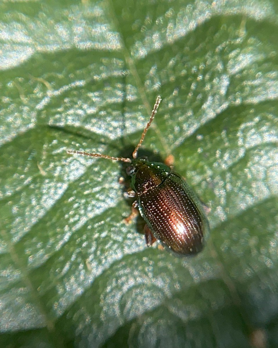 bernoid's tweet photo. Just found a Flea Beelte - Chaetocnema concinna. Aptly names because, man... they can jump so far! Just as this one did soon after I took its photo #fleabeetle #chaetocnemaconcinna #beetle #lookingatbugs https://t.co/V9RfSS1k9f