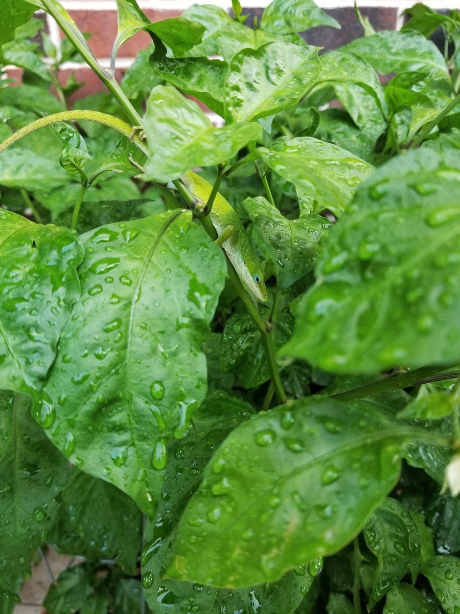 BadgersPeppers's tweet photo. Taking refuge from the rain 🌨🌿🦎

#BadgersPepperProducts #peppers #hotpeppers  #SHU #scoville #rain #water #droplets #wildlife #BadgersPepperGarden #bringtheheat #organic #organicgardening #peppergarden #Texas #texasheat #badger #badgers #spicyforlife #reptile #lizard #anole https://t.co/brls3tIaVU