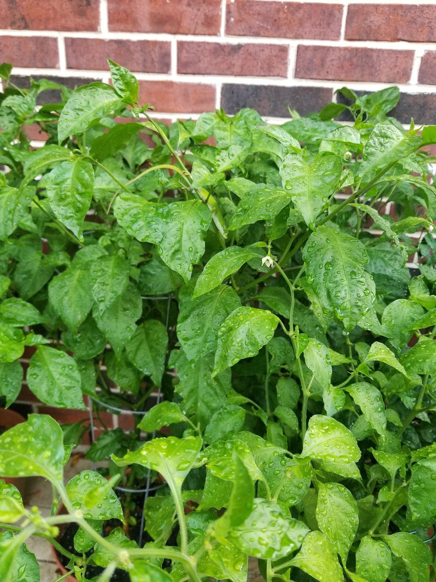 BadgersPeppers's tweet photo. Taking refuge from the rain 🌨🌿🦎

#BadgersPepperProducts #peppers #hotpeppers  #SHU #scoville #rain #water #droplets #wildlife #BadgersPepperGarden #bringtheheat #organic #organicgardening #peppergarden #Texas #texasheat #badger #badgers #spicyforlife #reptile #lizard #anole https://t.co/brls3tIaVU