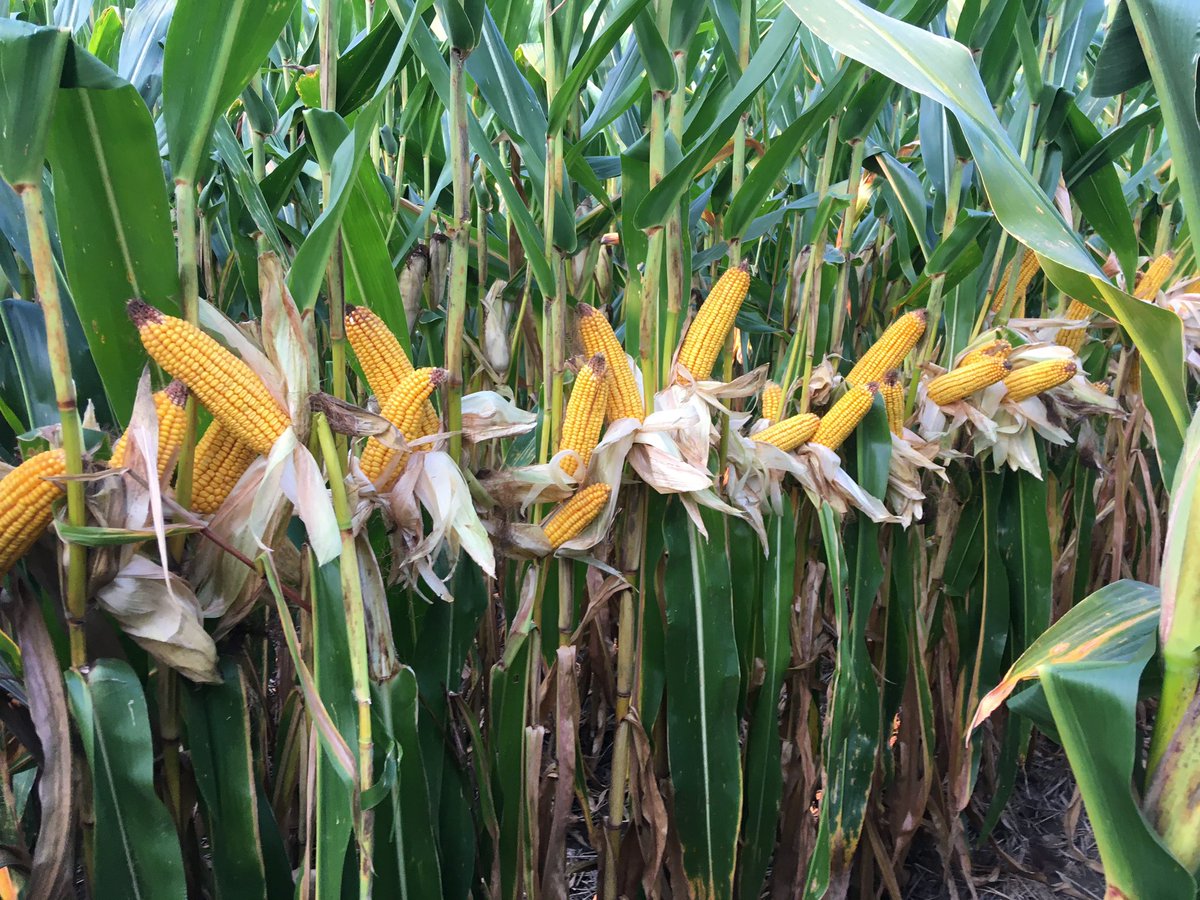 Heavy test weight, consistent ear set, excellent on disease, good drydown, tons of yield. Looking forward to another round of Ebberts 6899VT2P 🌽💪#harvest20 #ebbertsseeds