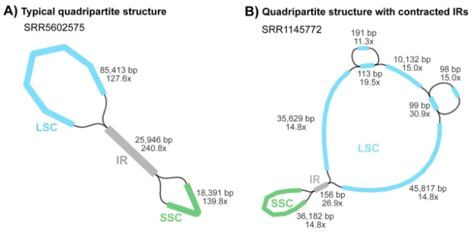 GenomeBiology's tweet photo. GetOrganelle - from Jin, Yu, LI and co, a method for assembling plastid and mitochondrial genomes from whole genome sequencing data. It automatically extracts the reads for assembly. The authors apply it to 50 plant datasets, and 59 animals https://t.co/RKaw0S3Kzy https://t.co/fTvbKP9CvP