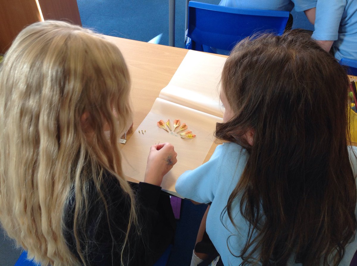 StStephensPSch's tweet photo. Year 5/6 are becoming observational scientists this week. Today class I and K have been dissecting flowers. Tomorrow we will all be observing the beginning of a creature's lifecycle. I wonder what creature it will be? https://t.co/WSKxZJyrcc