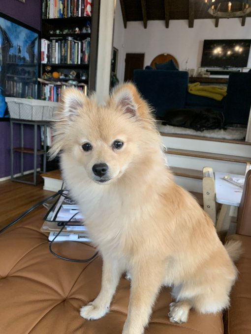1 pic. Found out that my pup is a German Spitz dog. She will be bigger than a Pomeranian. This explains