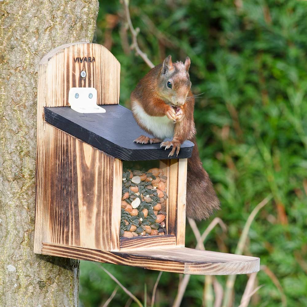 CJWildlife's tweet photo. Squirrels will be preparing for winter over the coming months. Don't forget, throughout September one of our popular squirrel feeders and squirrel nut mix food is on offer.
Take a look here 👉 https://t.co/uc2YdBljqx
#offersofthemonth #gardenwildlife https://t.co/cB9UOPVOzB
