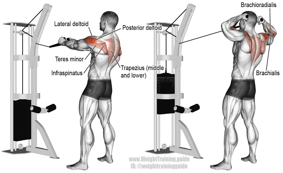 3. Cable face pulls:This exercise is GREAT for posture and reducing rounded shoulders.It targets a bunch of your posterior muscles including the mid/low trap which is usually weak in this situation.Make sure to do these properly, here's a video: