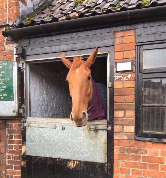 jumpracing's tweet photo. 🗣 @PFNicholls: “Denman obviously won an RSA on the way to winning a Gold Cup and some really good races, and I don’t see why Topofthegame isn’t the same sort of horse."

7/1 for the @Ladbrokes Trophy. 12/1 for the Gold Cup.

Is Topofthegame the one for you? https://t.co/i4ab1krIVR