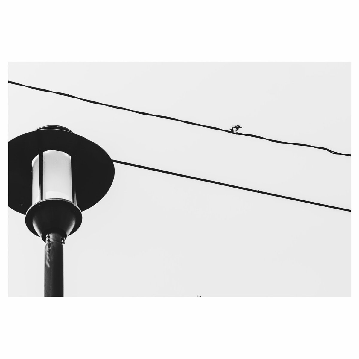 lolitanevercome's tweet photo. 『 SEK LEREN DISEK 』
#manuk
#bnw
#bnw_captures
#bnwphotography
#streetphoto
#urbanphotography
#monochrome
#monochrometwitter
#blackandwhitephotography
#minimalmood
#minimal_perfection
#minimalist
#minimalism https://t.co/P8xgOLJxHP