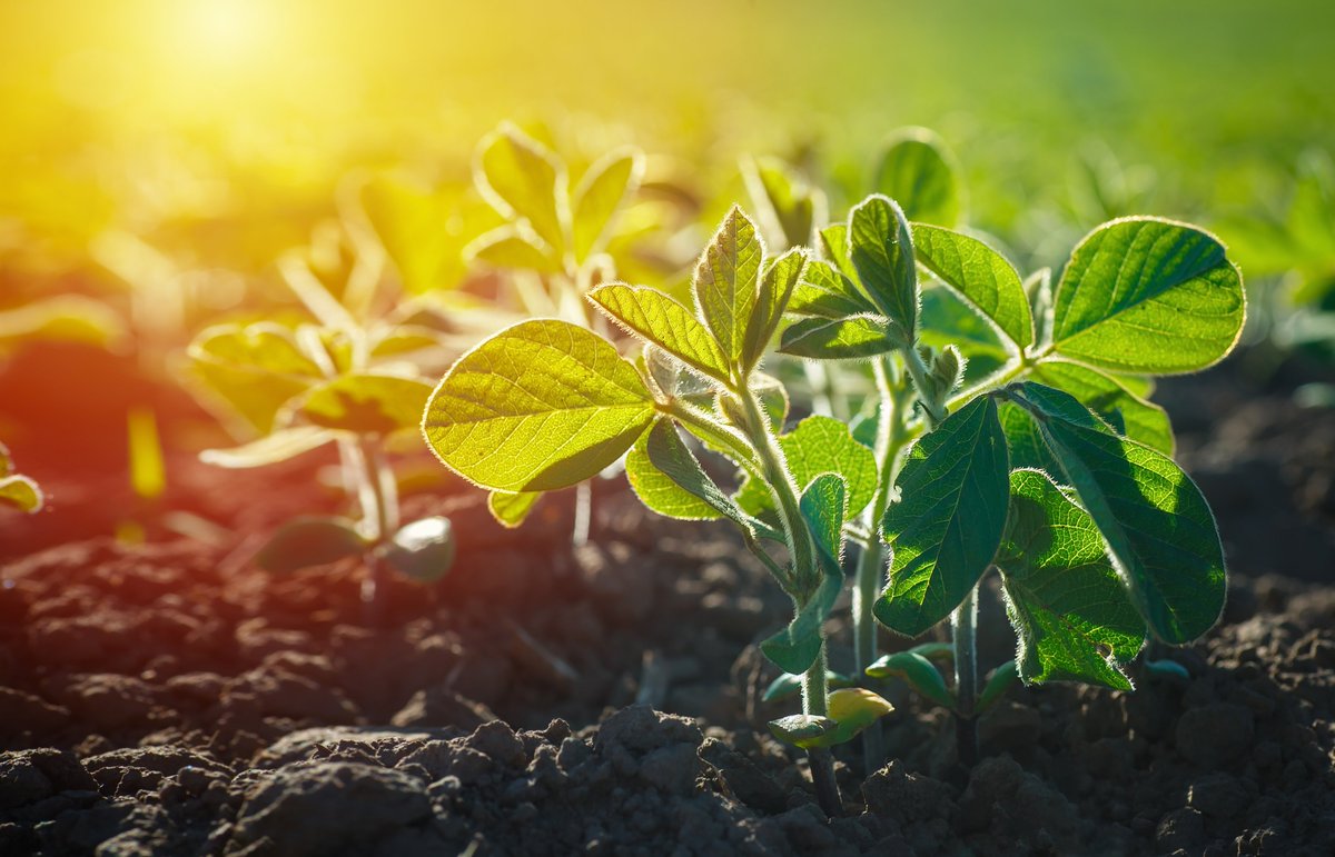 BASF Ag Solutions US tweet media