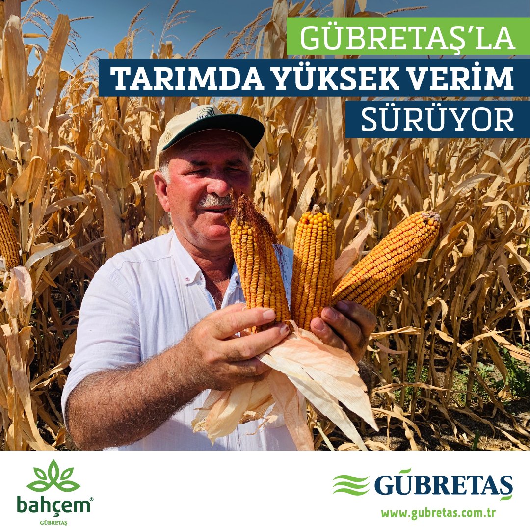 Bu yıl Türkiye genelinde 29 yerde 17 farklı tarımsal bitki için MODEL ÜRETİM ALANI kurduk.
Salgına rağmen sürdürdüğümüz bu örnek uygulamalarda alınan bol verimli ve üstün kaliteli hasatlar, üreticilerin yüzünü güldürmeye devam ediyor. 

Haber için tıkla: gubretas.com.tr/gubretasla-mis…