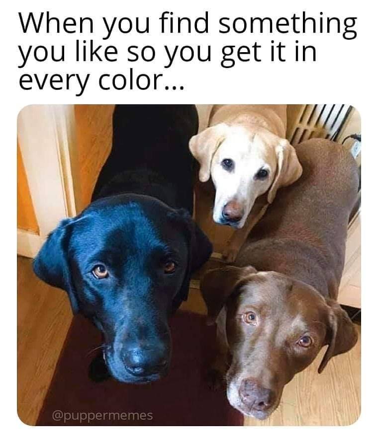 myristolanimals's tweet photo. ๐
#OneInEveryColor #Labs #LabsOfFacebook #Myristol https://t.co/OaXSLLa5jU