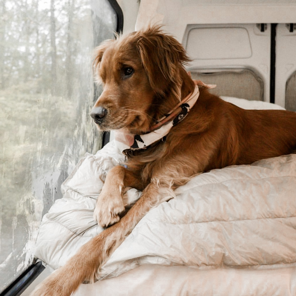 RuckifyRV's tweet photo. Retweet if you go camping with your pets! 😍 #GoCamping #RuckifyRV https://t.co/39Cb9GLIOK