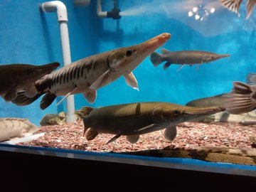 ガーパイクの特徴と飼育方法とは 規制と申請や種類についても解説 あにまろ る