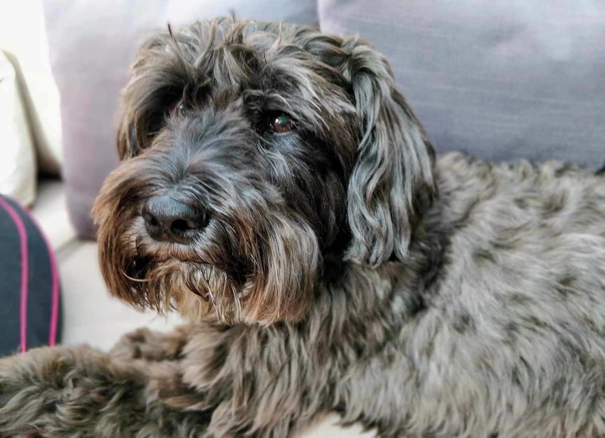 ThatSwanseastonesDog tweet media