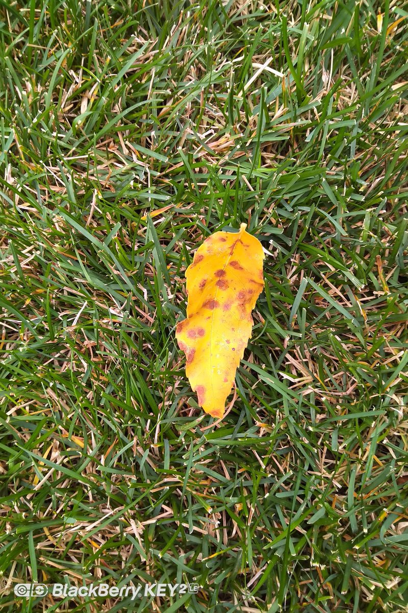 brown_down's tweet image. 🎶Hey there lonely boy🎶. It's lonely being the 1st leaf on the lawn. Missing my friends on the tree. They will join me in the Alberta FALL. #summerending #autumnnear #GetOffTheLawn