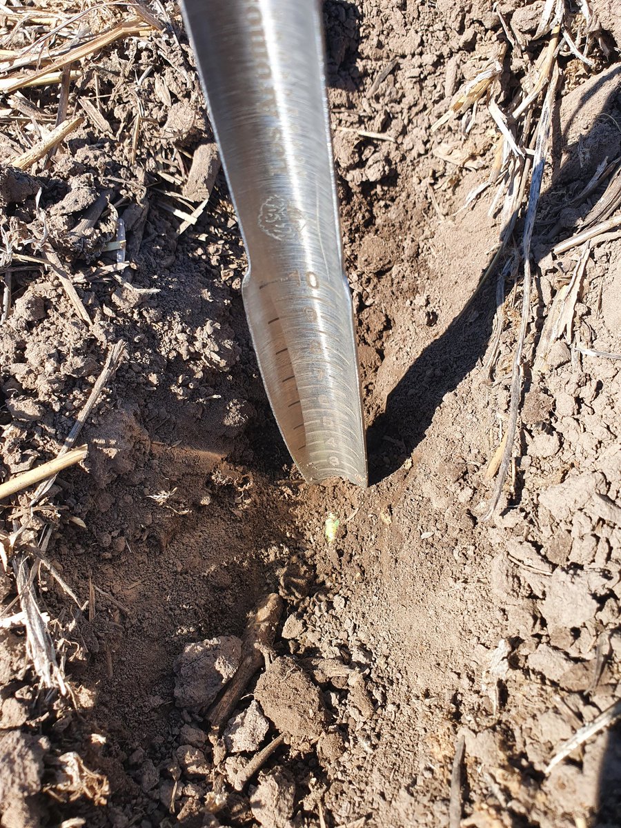 tebesmauricio's tweet photo. Empezó la carrera!! #somoslg #generandoinformacion #deproductoraproductor
@LG_SEMILLAS 🌽💪 https://t.co/frN38dnLbG