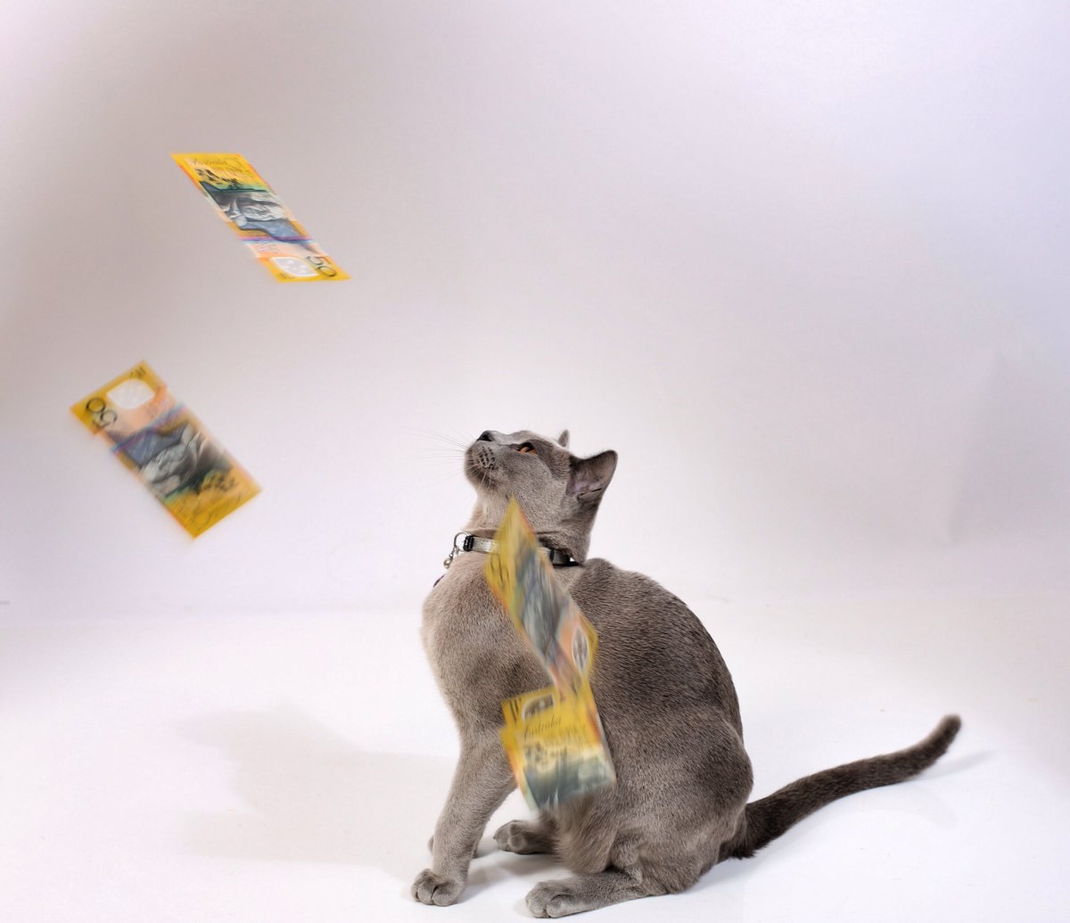 Cats With Money tweet media