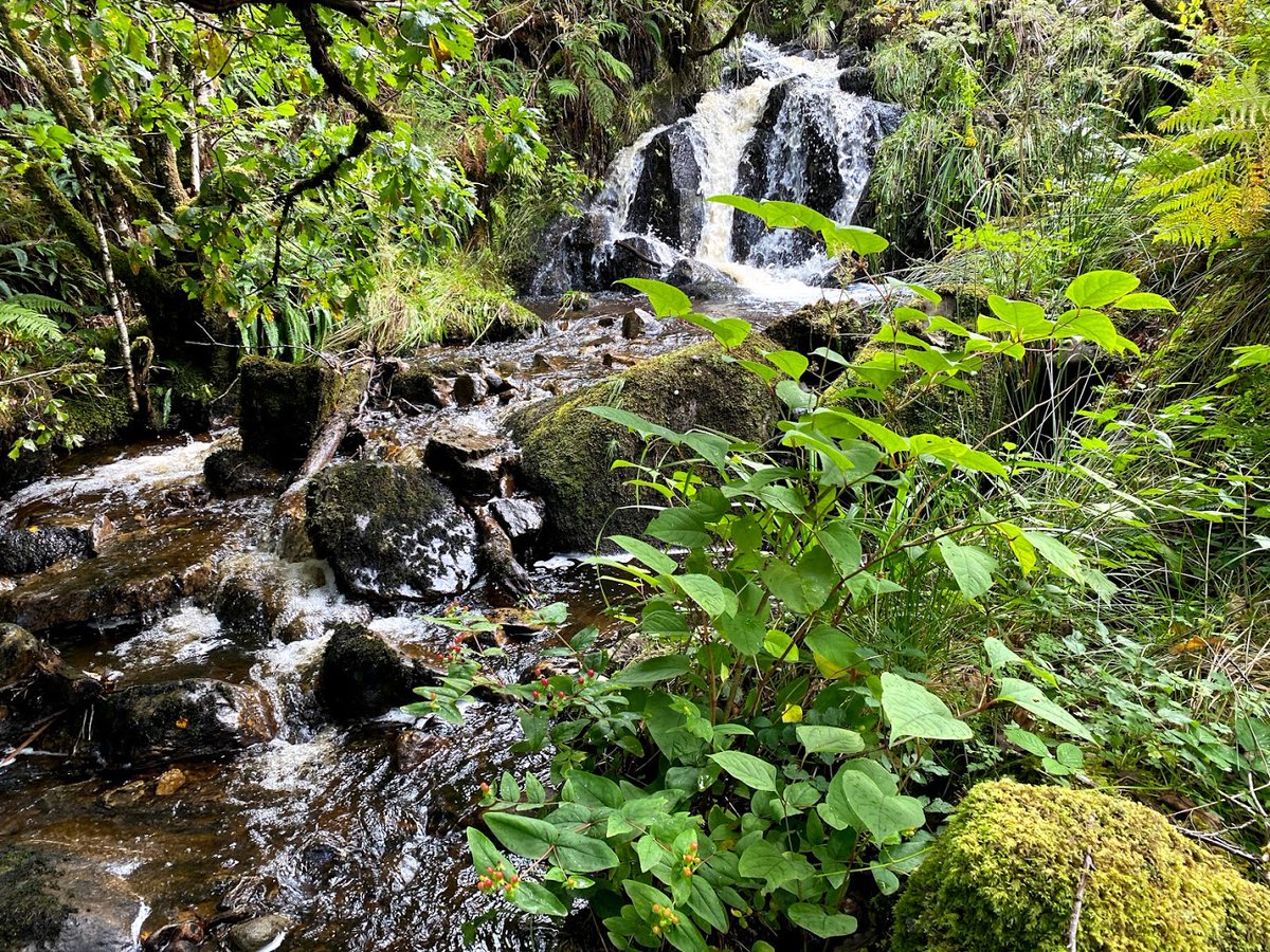 weed_removal's tweet photo. One of the nicest places we've been to spray Japanese knotweed 🤩 https://t.co/vDLkFrDYP9