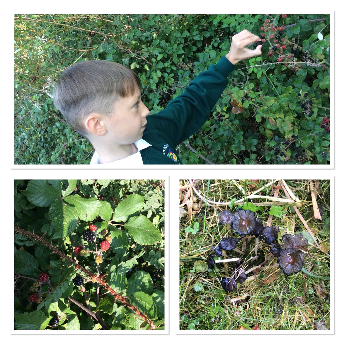 ckirkbride123's tweet photo. We’re so lucky to have amazing grounds: year 6 ‘collecting autumn’ ready for some poetry writing https://t.co/bLXdAe30ct