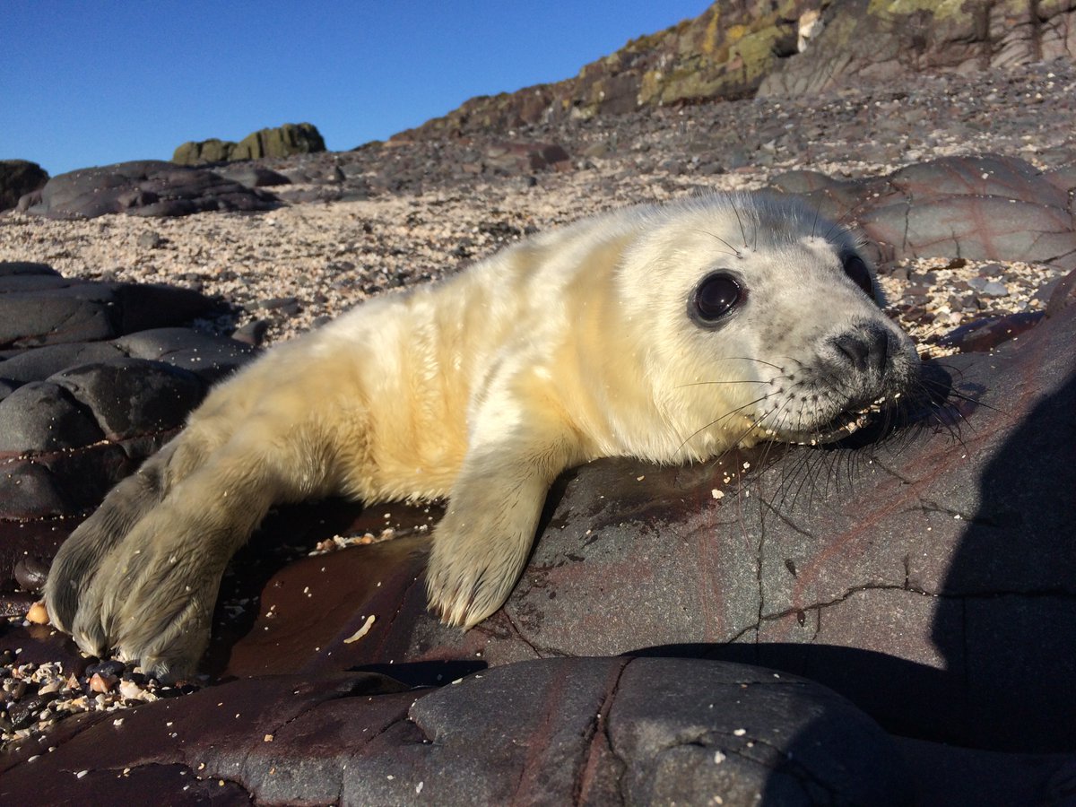YSbeachrangers's tweet photo. The Cornish @Seal_Sanctuary are asking you to #Putpupsfirst in their new campaign!🥰💙
Help them continue their amazing work helping our Cornish seal pups survive the winter!👏
Find out more and donate here➡️https://t.co/iO21nIq5YR
📸by Tom Hibbert
#Engage #Inspire #Protect https://t.co/kXCs3DS7O9