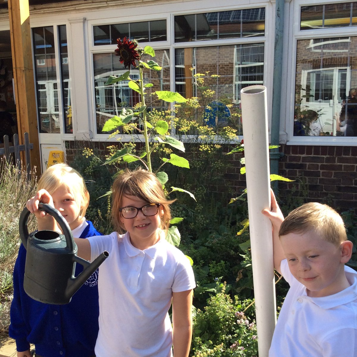 LancastrianInf1's tweet photo. Look how tall our sunflower has grown. It needed some water today in this hot sunshine. https://t.co/I87jMMJidR