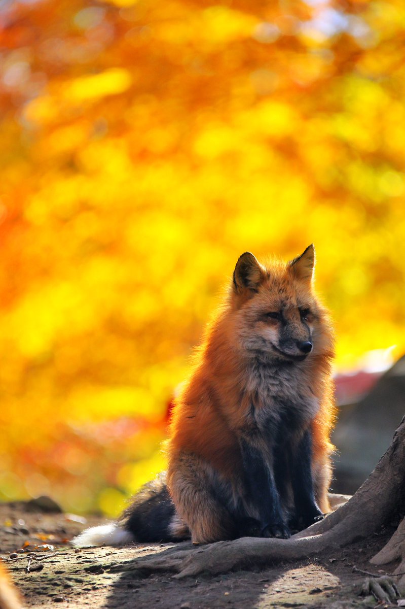 秋はオキツネの季節