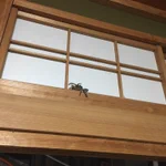 部屋にいたらカサカサと音がする… もしやG？？と思いきや、まさかの Kで唖然!