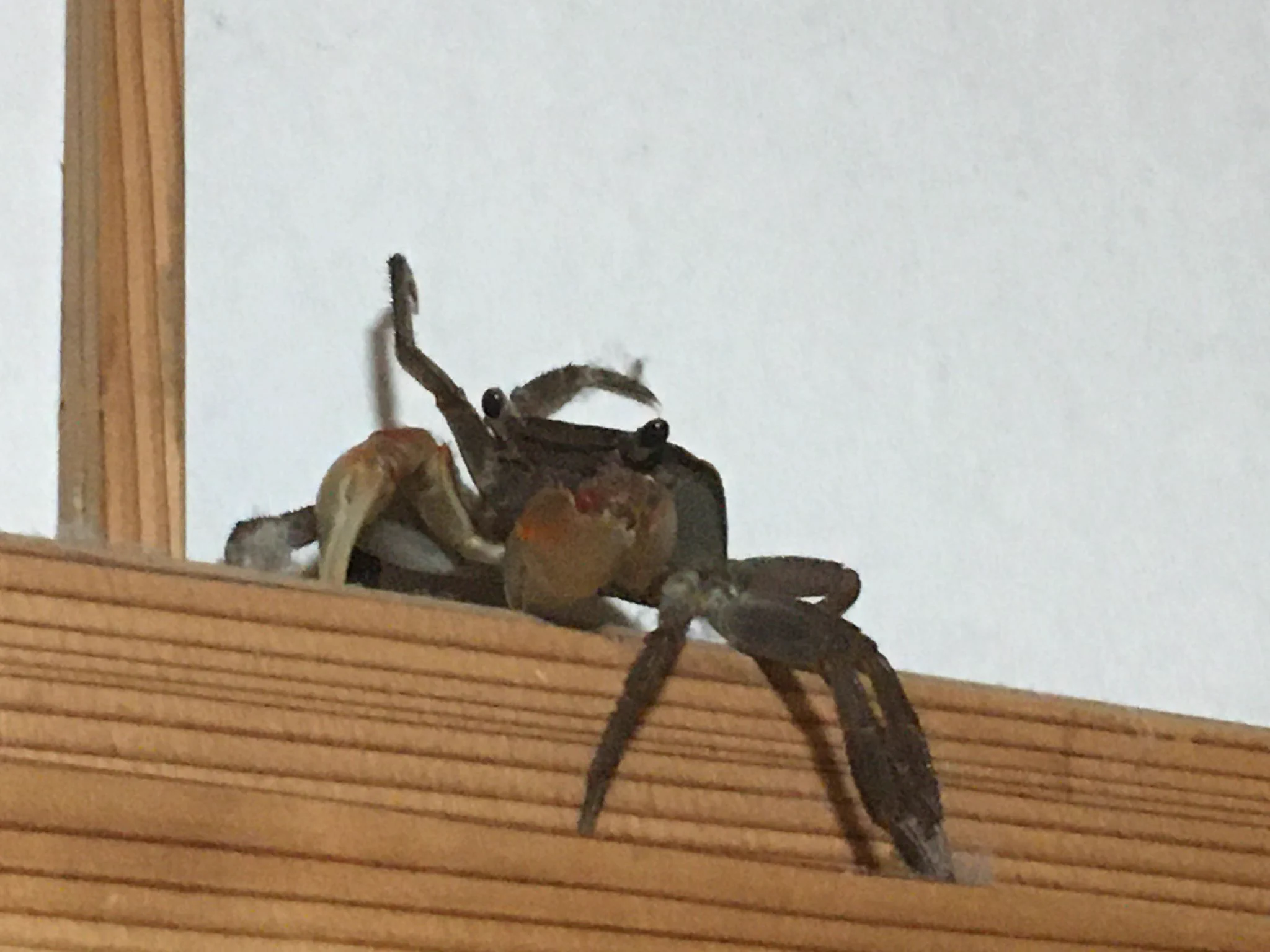 部屋にいたらカサカサと音がする… もしやG？？と思いきや、まさかの Kで唖然！！