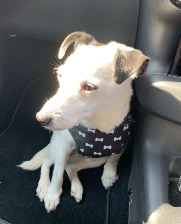 FretwellDaisy's tweet photo. So went to @AbbeyHouseVets this morning to see Angela my cardiologist &amp; she’s quite happy with me at the moment. Next appointment is for 12 weeks time, so I’m also happy she thinks I’ll still be here near Xmas🎄 #ConserveEnergy #DaisyParsons https://t.co/UWIf5cGmhv