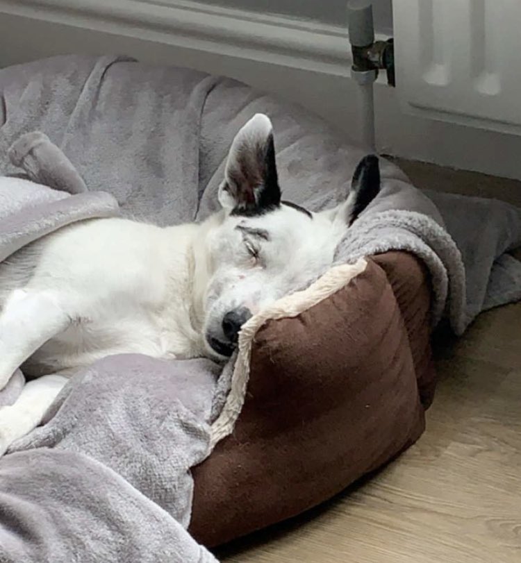 FretwellDaisy's tweet photo. So went to @AbbeyHouseVets this morning to see Angela my cardiologist &amp; she’s quite happy with me at the moment. Next appointment is for 12 weeks time, so I’m also happy she thinks I’ll still be here near Xmas🎄 #ConserveEnergy #DaisyParsons https://t.co/UWIf5cGmhv